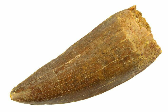 Serrated, Carcharodontosaurus Tooth - Robust Tooth #351720
